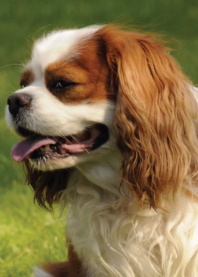 Cavalier King Charles