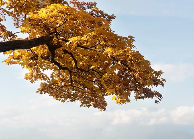 Beautiful maple tree trunk