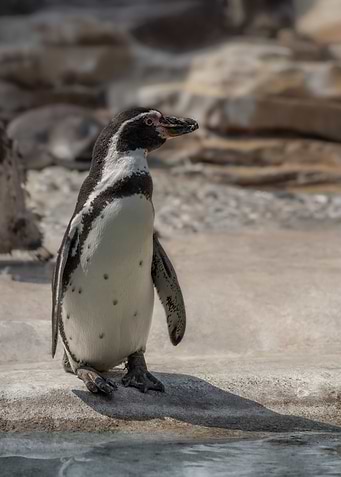 Solo Penguin