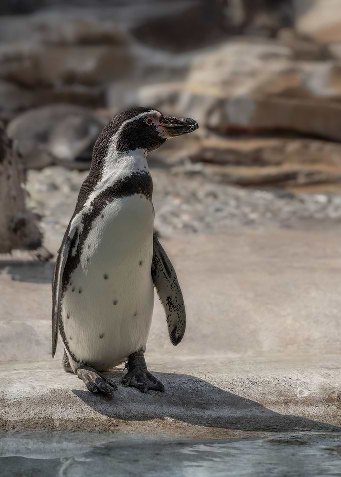 Solo Penguin