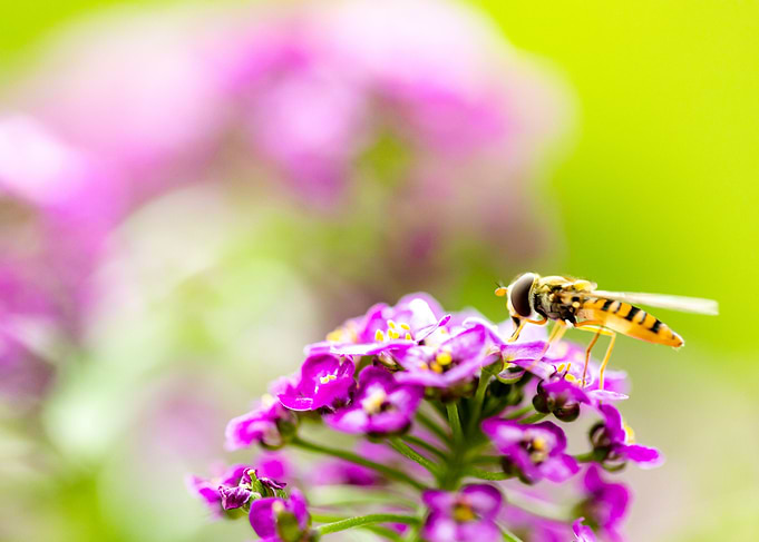 Insect Close up on Flower