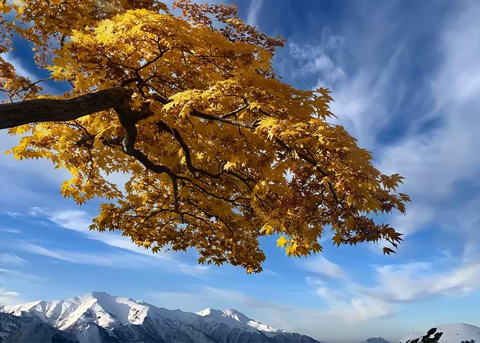 Beautiful maple tree trunk