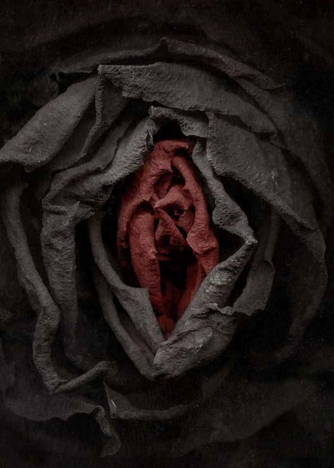 Black and red rosebud