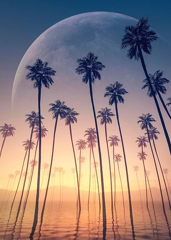 Tall Cosmic Palm Trees