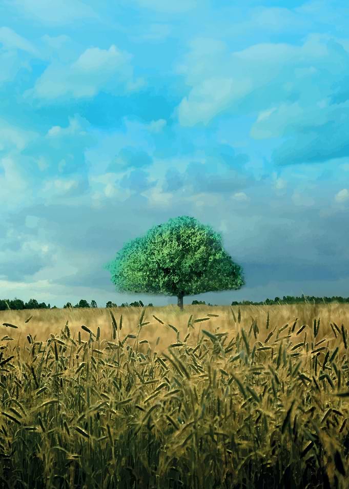 Alone tree on the field