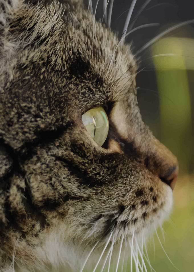 cat head profile