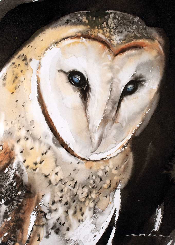 Barn Owl
