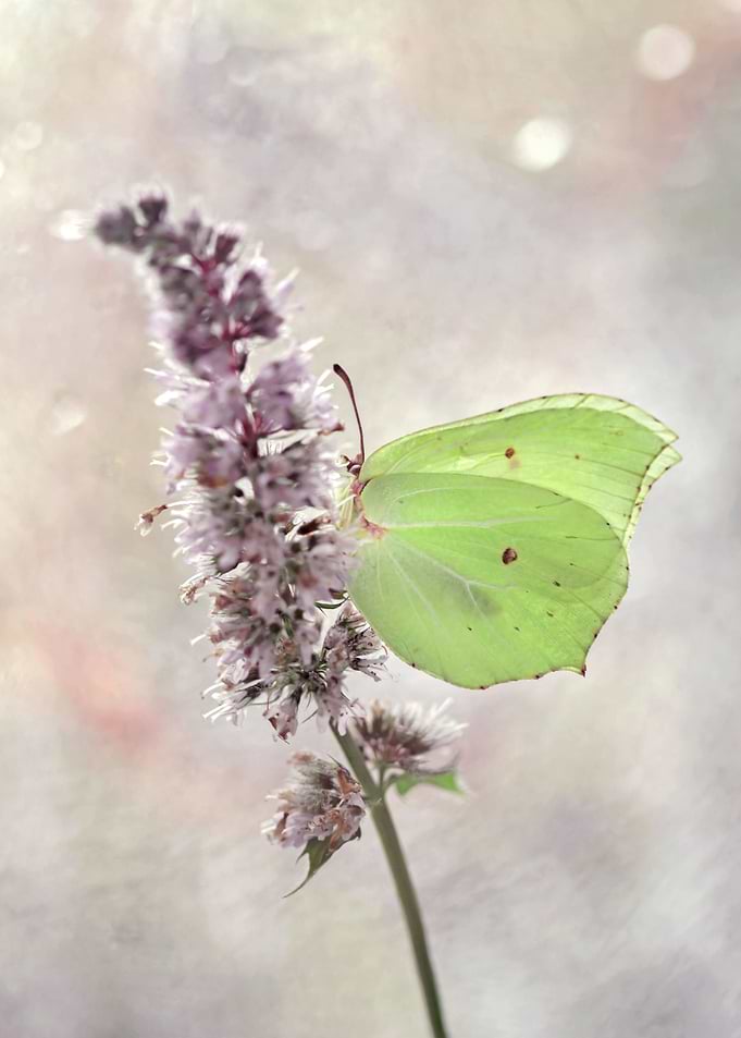 Nature composition