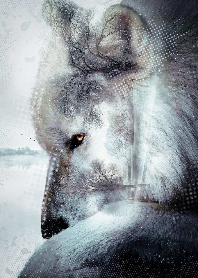 Winter Wolf