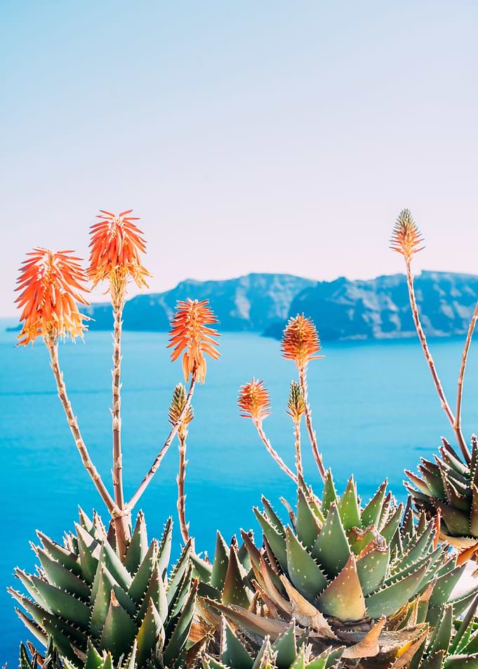 Orange Agave Flowers