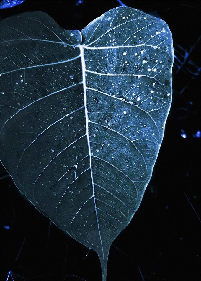 leaves