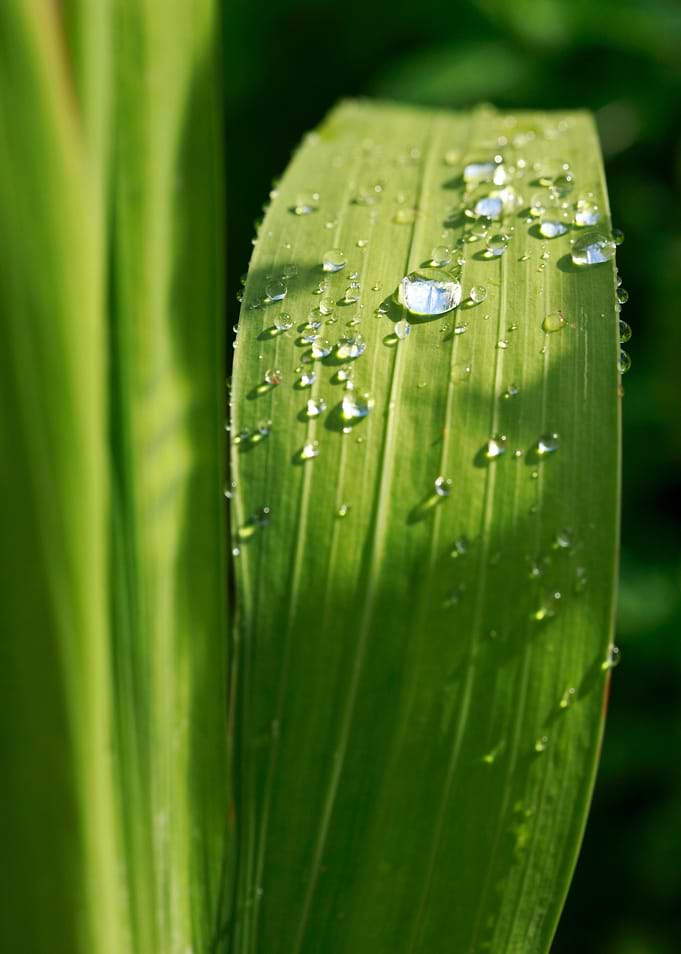 Raindrops