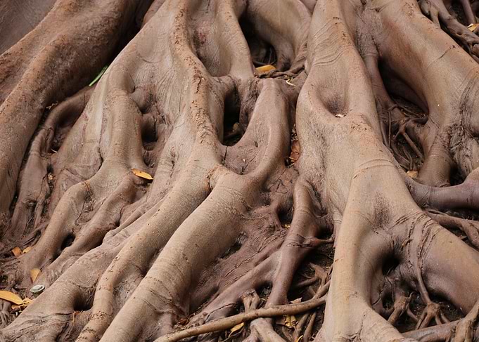 Roots