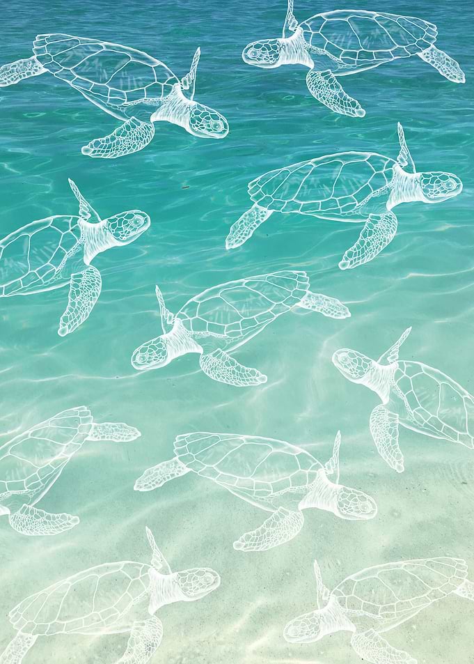 Turquoise Turtles