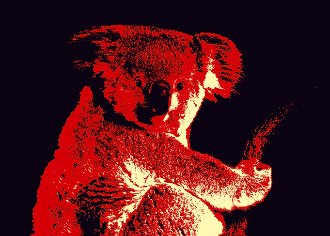 Koala