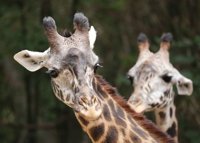 Giraffe