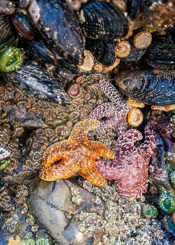 Pacific Ocean Starfish