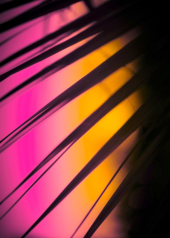 Sunset Garden