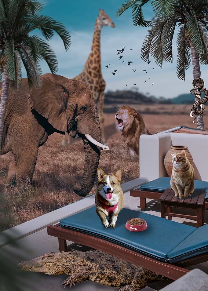 Animals stay at home c19