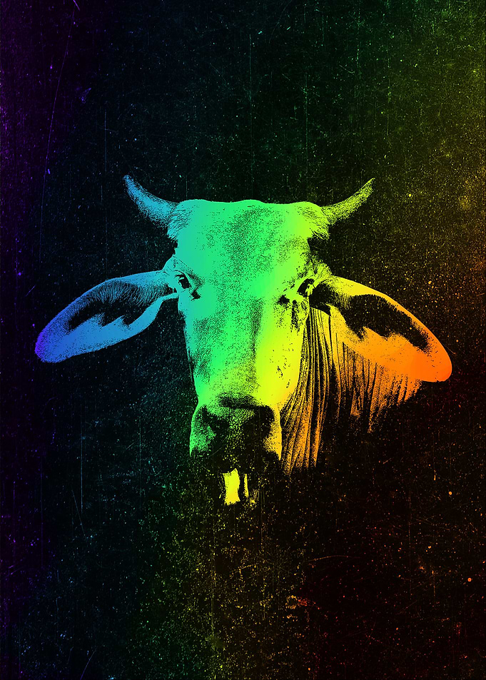 Zebu Colorful