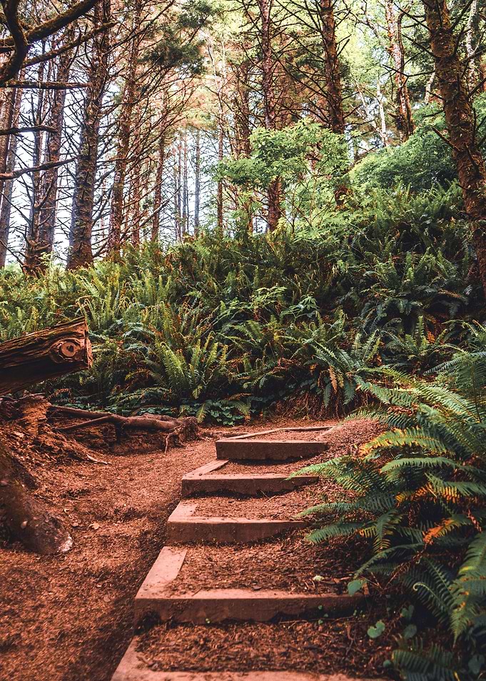 Forest Stairs in Oregon
