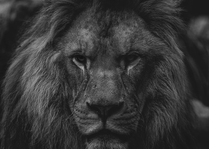 Lion Portrait