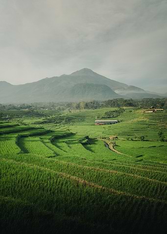 wide rice field