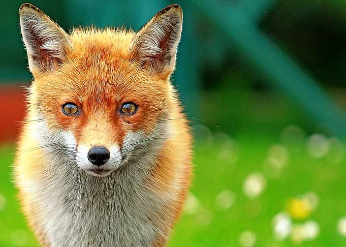 Fox