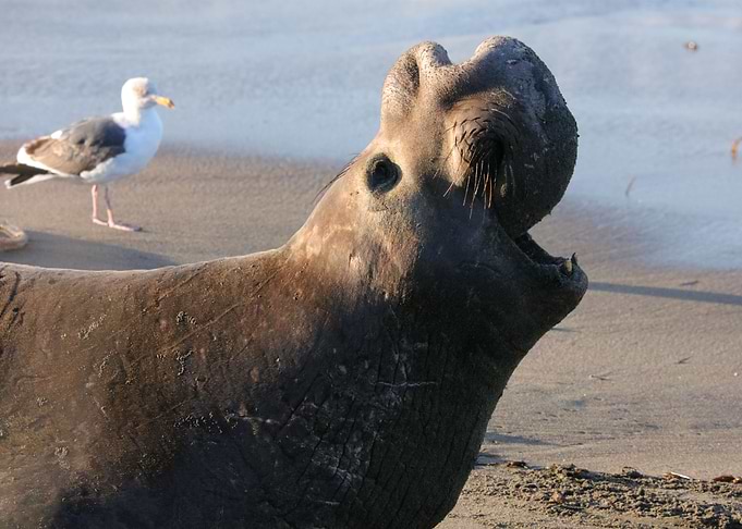 Elephant Seal