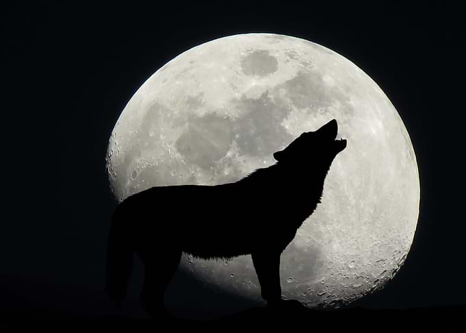 Howl of Hope
