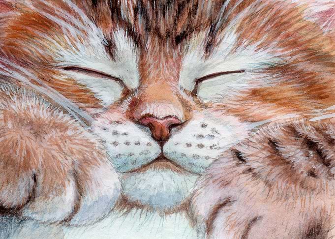 Sleeping Kitten 21 0012