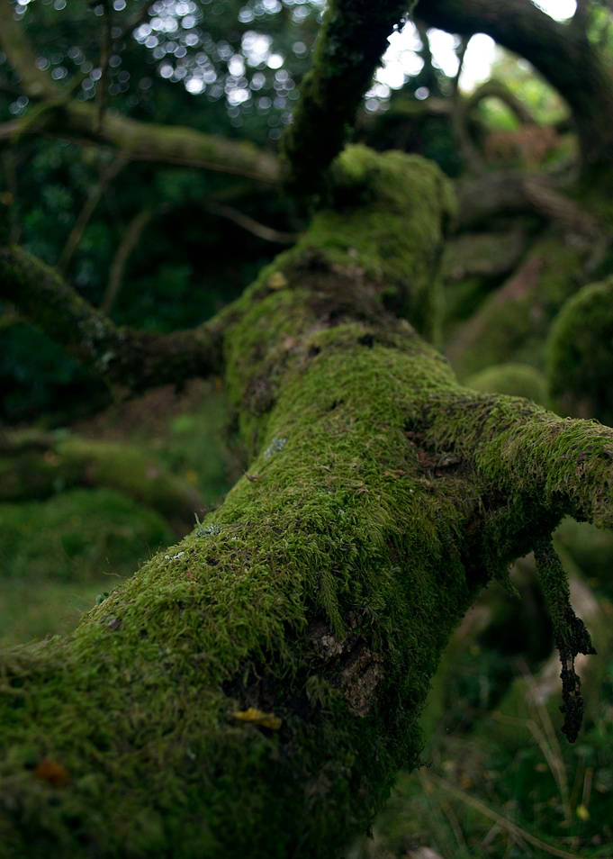 Haunted forest