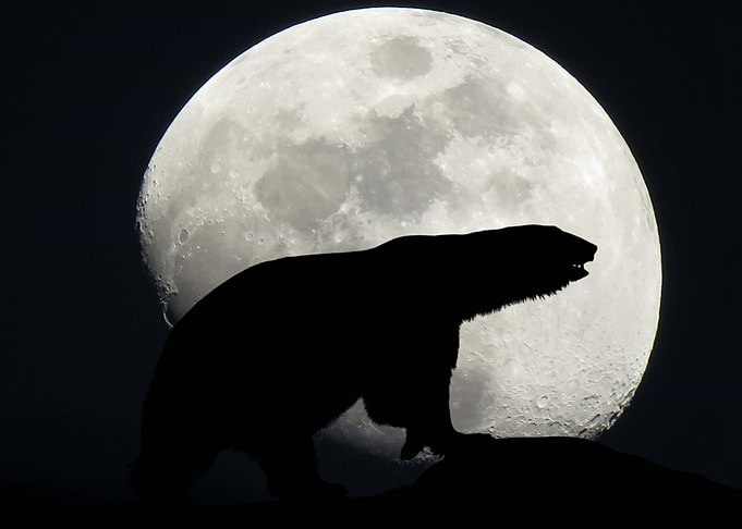 Polar Bear
