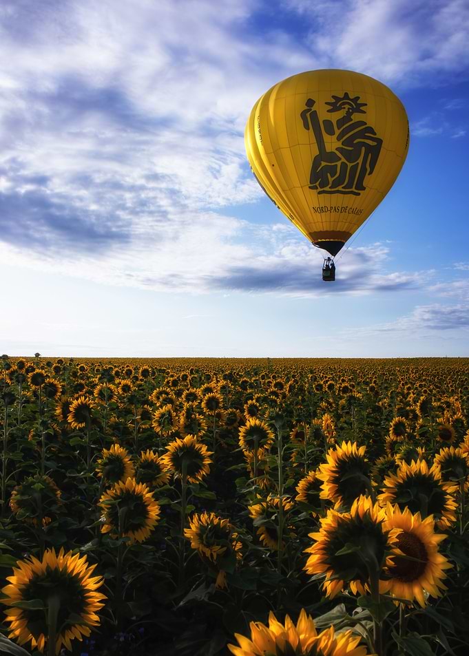 Hot air balloon and sunflo