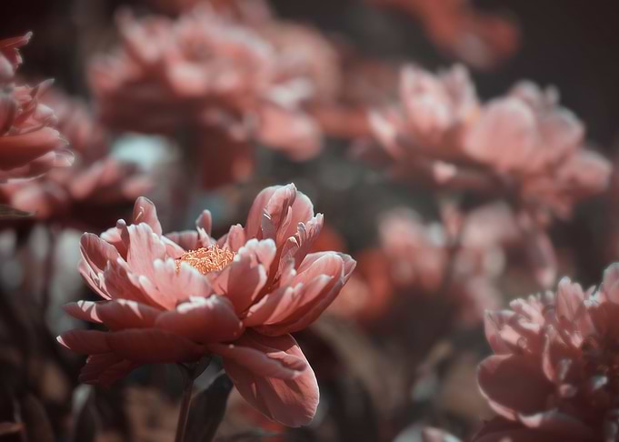 Peony flowers in garden
