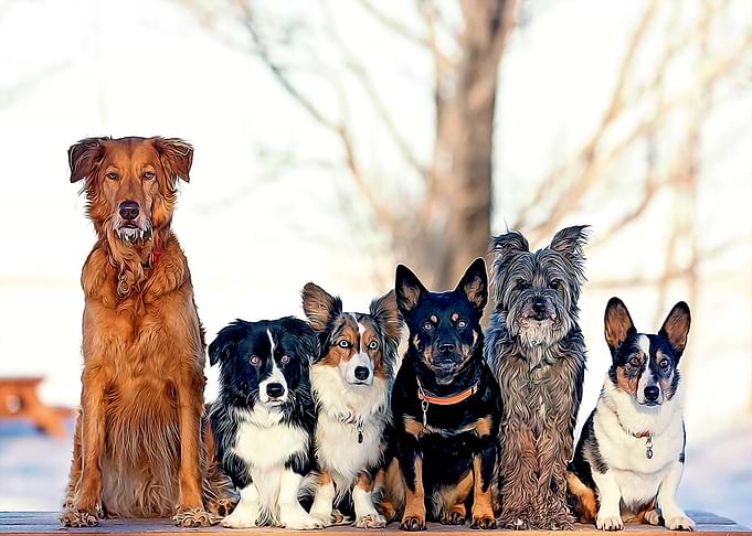 Dog Gangsters