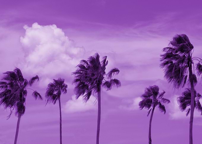 Palm Trees Oasis 3