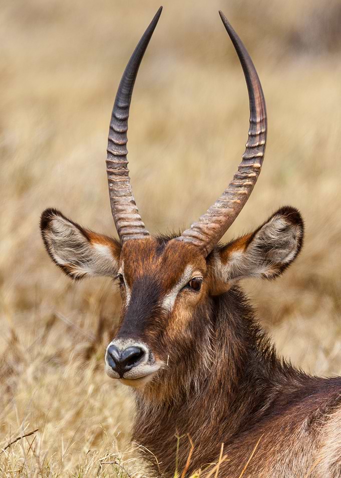 Waterbuck