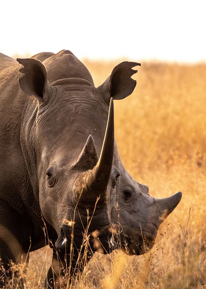 Rhino