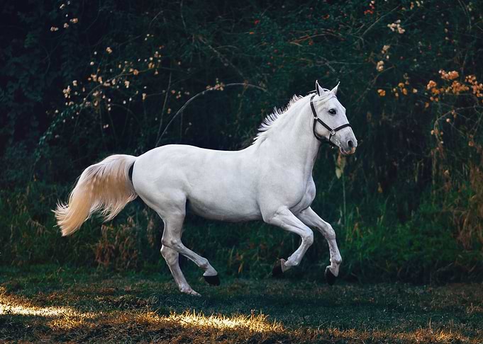 White Horse