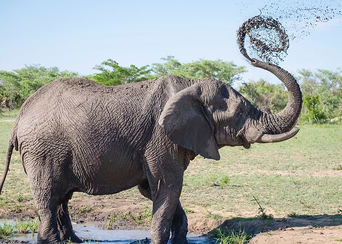 Elephant
