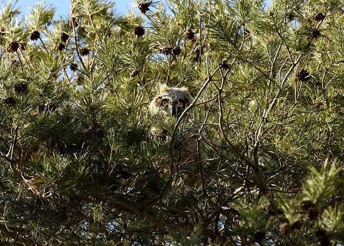 Peekaboo