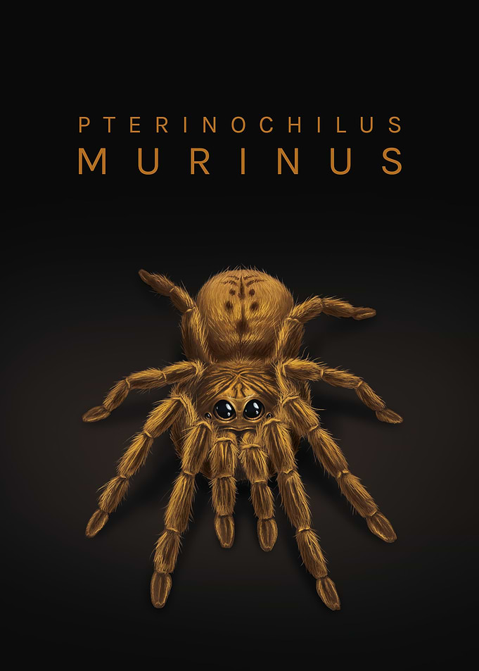 Pterinochilus murinus