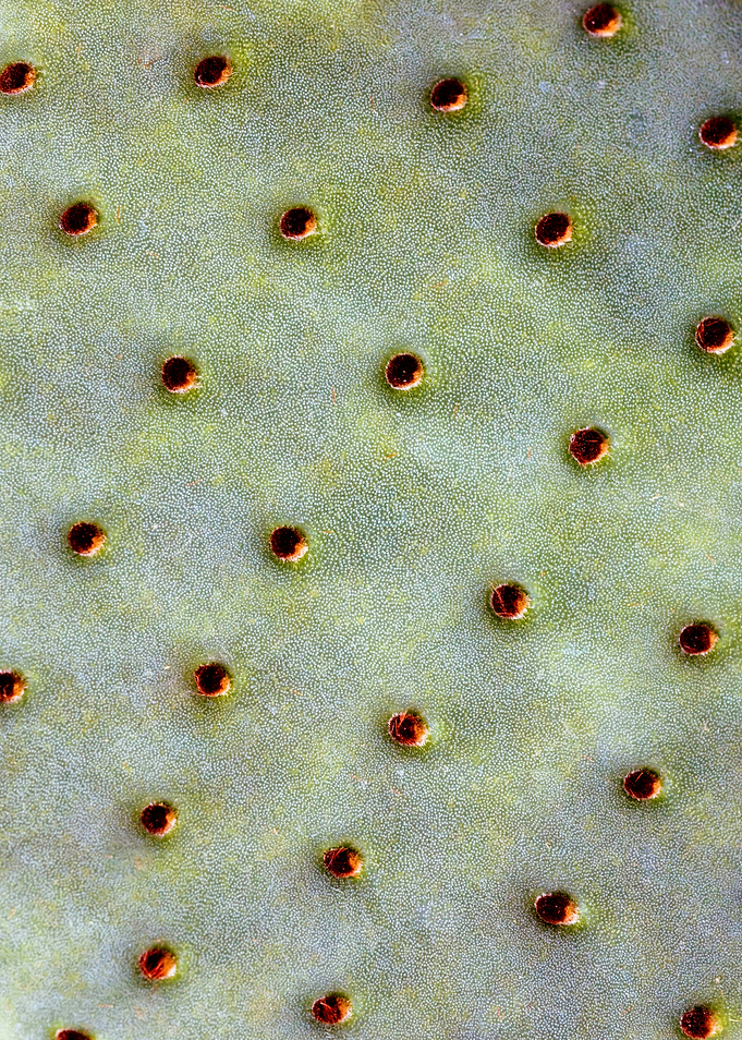 Prickly