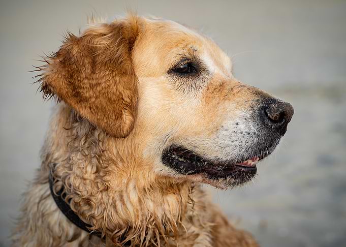 Goldenretriver