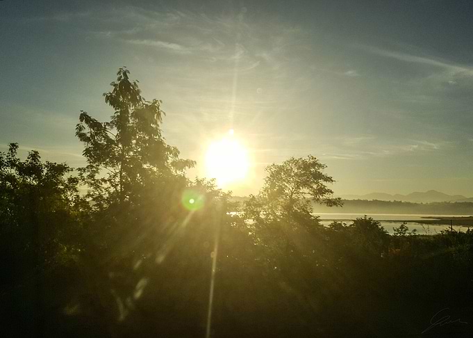 Through The Trees