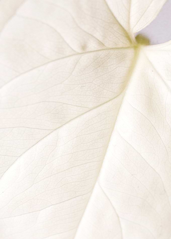 Pale
