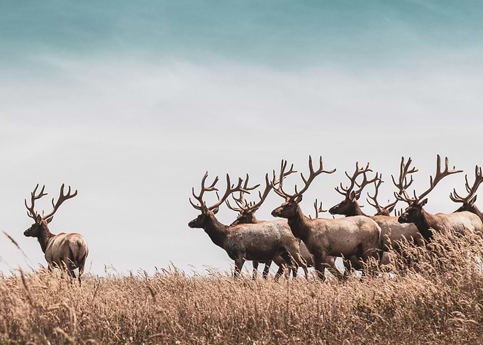 Reindeer