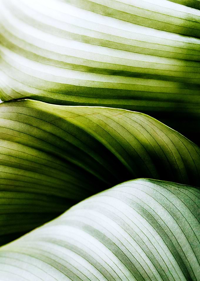 Green Waves