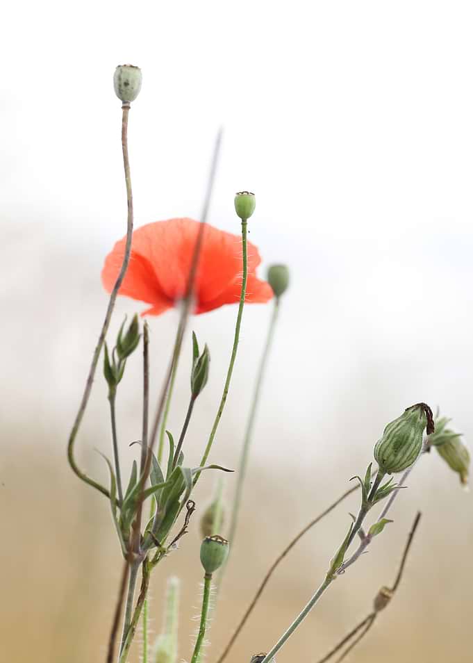 Poppies Polish flowers